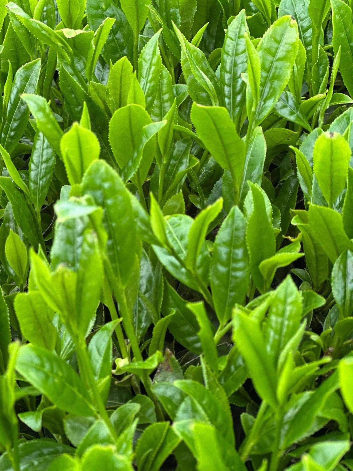 Sencha Hou-ou dedicado 30 g